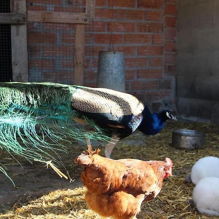 Casa Rural Espasa Espluga de Francoli Bagian luar foto