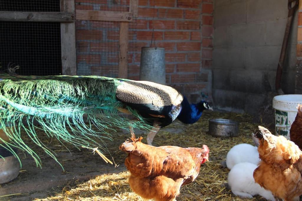 Casa Rural Espasa Espluga de Francoli Bagian luar foto